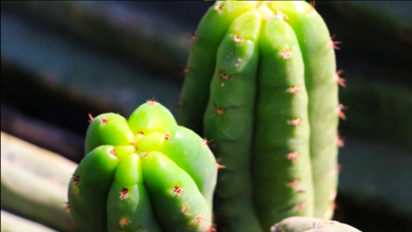 SAN PEDRO Liquid Microdoses - (Trichocereus / Echinopsis pachanoi) / 100% Pure and Original | Free-Dilution 3 San Pedro - Amarillo