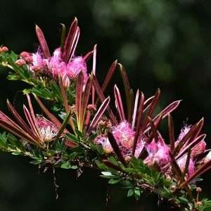 BOBINSANA PASTE / 10gr bei 1kg - (Calliandra Angustifolia) - 100% Reiner Pastextrakt Stärkster