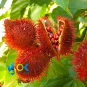 ACHIOTE PASTE / 10gr at 1kg / - (Bixa Orellana) 100% Pure Paste Extract