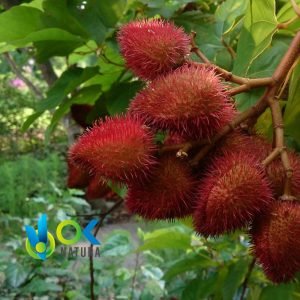 ACHIOTE PULVER / 200gr bei 2kg - (Bixa Orellana) - Kräuterpulver 100% Natürliche BLÄTTER