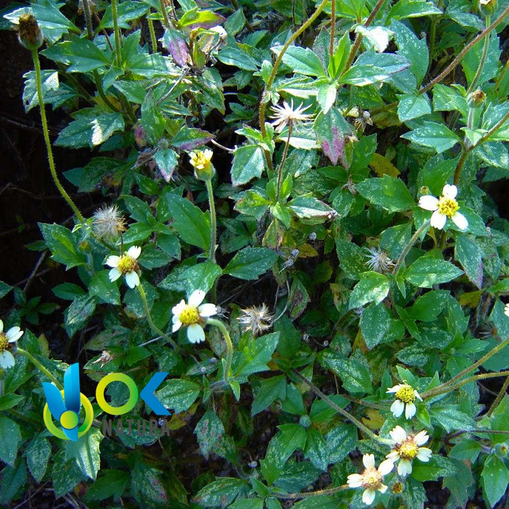 AMOR SECO POWDER / 200gr bei 2kg - (Tagetes Minuta) - Kräuter in Pulverform 100% Natürliche GANZE PFLANZE