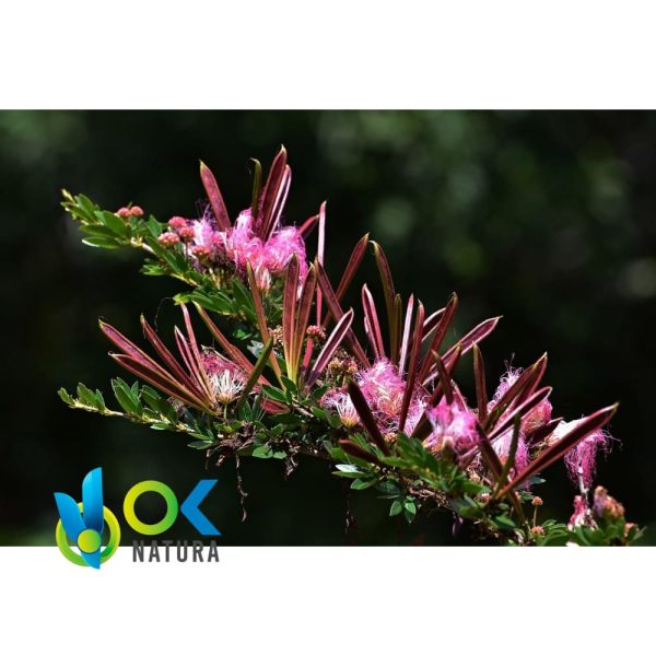 BOBINSANA EN PASTA / 10gr a 1kg - (Calliandra Angustifolia) - 100% Pura Pasta Extracto Fuerte