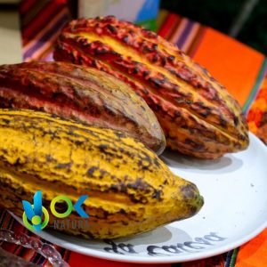 CACAO - Fruit / 50gr at 1kg - (Theobroma Cacao) - Powder 100 % natural