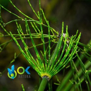 COLA DE CABALLO POLVO / 200gr a 2kg - (Equisetum Arvense) - Hierbas en Polvo 100% Natural ENTERO