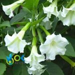 Floripondio Toe Powder / 200Gr At 1Kg - (Brugmansia Suaveolens) 100% Pure Natural And Organic Leaf