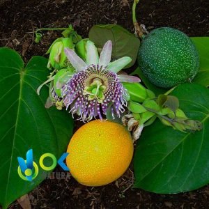 GRANADILLA POUDRE / 200gr à 2kg - (Passiflora Ligularis) - Herbes en Poudre 100% Naturelles PLANTE ENTIÈRE – Image 2