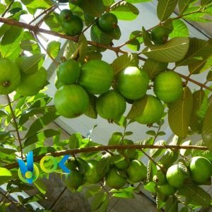 GUAYABA EN POLVO / 200gr a 2kg - (Psidium Guajava) - Hierbas en Polvo 100% Natural HOJAS