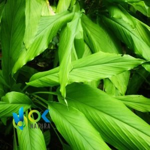 GUISADOR ou CURCUMA POUDRE / 200gr à 2kg - (Curcuma Longa) - Herbes en Poudre 100% Naturelles Racines