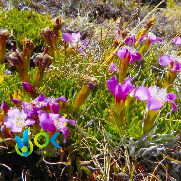 Hercampuri En Polvo- (Gentianella Albo-Rosea) - Hierbas En Polvo 100% Natural