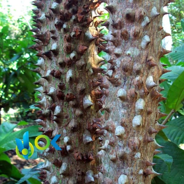 Huimba Poudre / 200Gr À 2Kg - (Ceiba Samauma) - Herbes En Poudre 100% Naturelles Barque