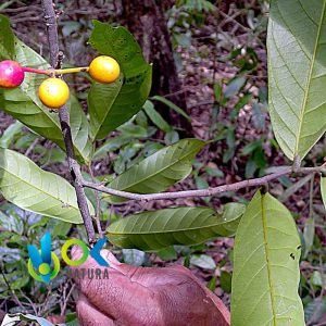 ICOJA EN POLVO / 200gr a 2kg - (Unonopsis Floribunda) - Hierbas en Polvo 100% Natural BARK