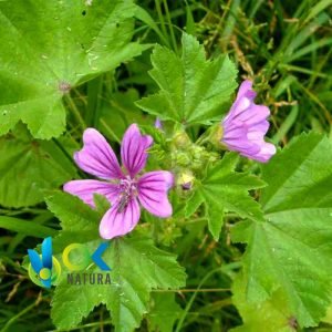 MALVA POWDER / 200gr at 2kg - (Malva Sylvestris) - Herbs Powdered 100% Natural LEAVES