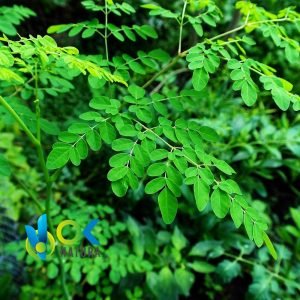 MORINGA POWDER / 200gr at 2kg - (Moringa Oleifera) - Herbs Powdered 100% Natural LEAVES