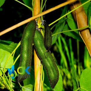 MUCUNA PULVER / 200 g bei 2 kg – (Mucuna Pruriens) – Kräuter in Pulverform, 100 % Natürliche Samen