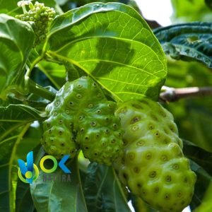 NONI PULVER / 200 g bei 2 kg – (Morinda Citrifolia) – Kräuterpulver, 100 % Natürliche Früchte