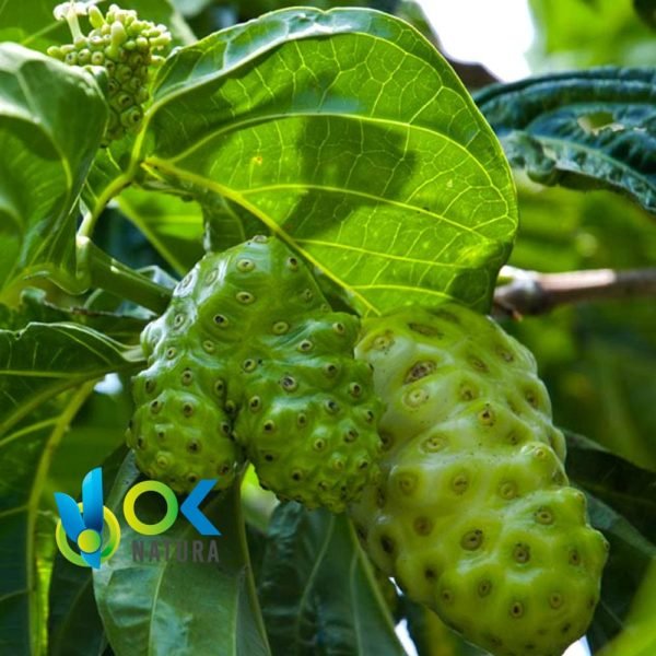 Noni Pulver / 200 G Bei 2 Kg – (Morinda Citrifolia) – Kräuterpulver, 100 % Natürliche Früchte