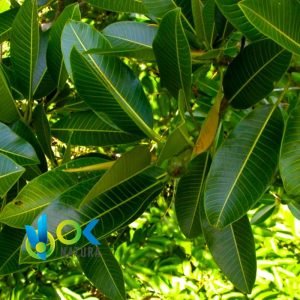 OJÉ POUDRE / 200gr à 2kg - (Ficus Insipida) - Herbes en Poudre 100% Naturelles FEUILLES