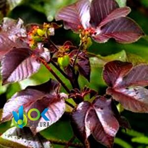 PIÑON COLORADO EN POLVO / 200gr a 2kg - (Jatropha Gossypifolia) - Hierbas en Polvo 100% Natural HOJAS - Imagen 2