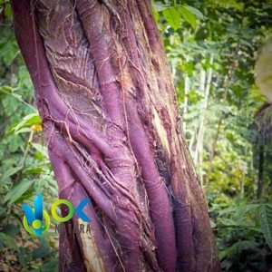 RENAQUILLA EN POLVO / 200gr a 2kg - (Clusia Rosea) - Hierbas en Polvo 100% Corteza Natural