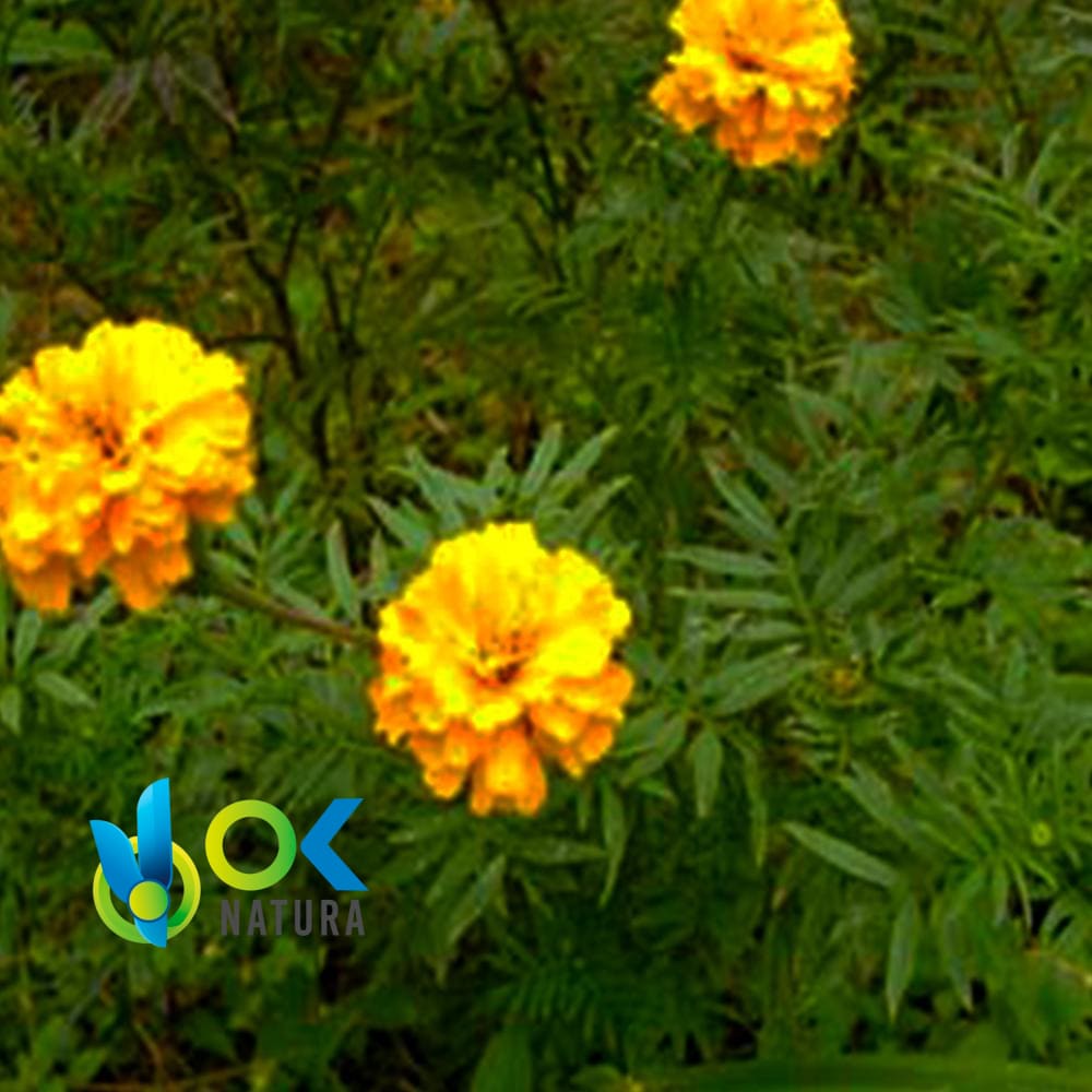 ROSA SISA POWDER / 200gr at 2kg - (Tagetes Erecta) - Kräuterpulver 100% natürlich BLUMEN und RIND