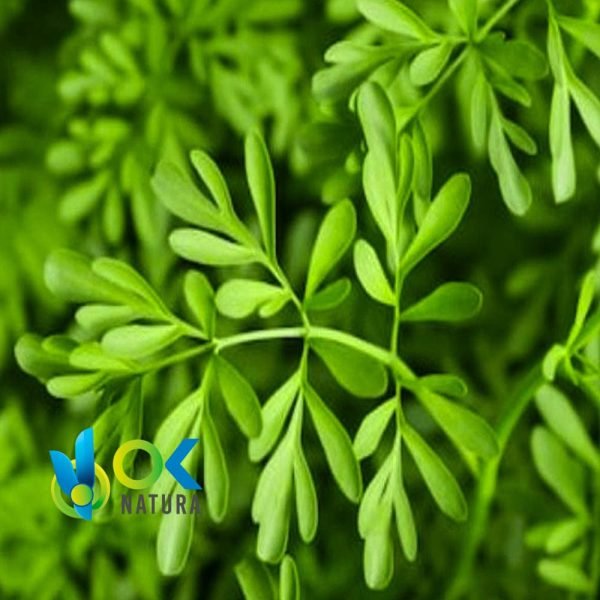 Ruda Poudre / 200Gr À 2Kg - (Ruta Graveolens) - Herbes En Poudre 100% Naturelles Feuilles Et Écorces