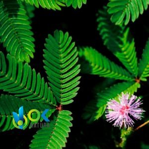 SENSITIVA PULVER / 200 g bei 2 kg – (Mimosa Pudica) – Kräuterpulver, 100 % natürlich, GANZE PFLANZE