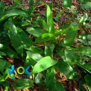 SHIMIPAMPANA PULVER / 200 g bei 2 kg – (Maranta Arundinacea) – Kräuterpulver, 100 % Natürliche Wurzel