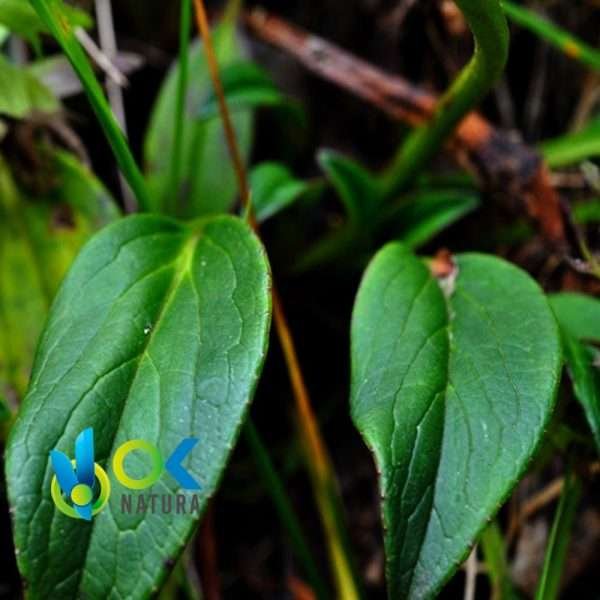 Valeriana Poudre / 200Gr À 2Kg - (Valeriana Officinalis) - Herbes En Poudre 100% Naturelles Racine