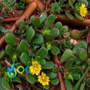 VERDOLAGA EN POLVO / 200gr a 2kg - (Portulaca Oleracea) - Hierbas en Polvo 100% Natural PLANTA ENTERA