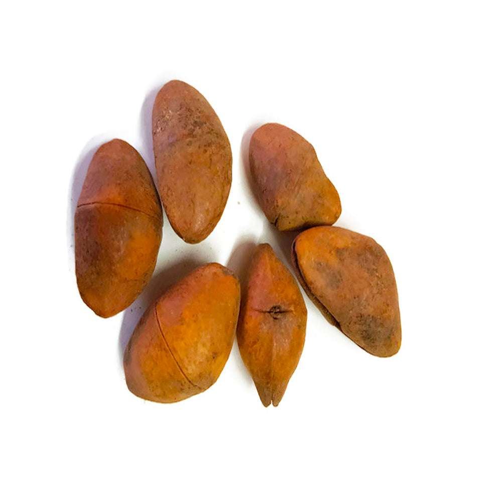 Camalonga Seeds / 12 Unit | Female Or Male | (Thevetia Peruviana) 100% Pure Natural