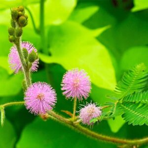 MIMOSA HOSTILIS POWDER / 200gr bei 1kg - (Jurema Preta) - 100% reine natürliche Wurzel 3 Mimosa Hostilis Powder / 200Gr Bei 1Kg - (Jurema Preta) - 100% Reine Natürliche Wurzel – Bild 2