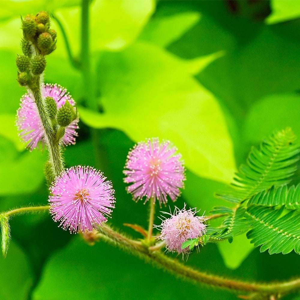 Mimosa Hostilis En Poudre / 200Gr À 1Kg - (Jurema Preta) - 100% Pure Natural Root