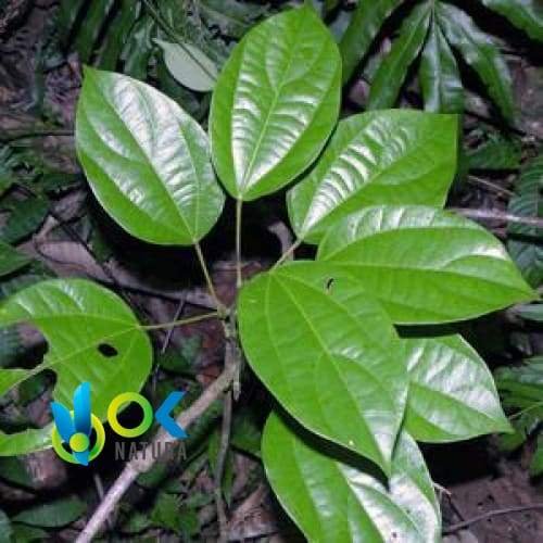 ABUTA POWDER / 200gr bij 2kg - (Abuta Grandifolia) - Kruidenpoeder 100% Natuurlijk LIANA