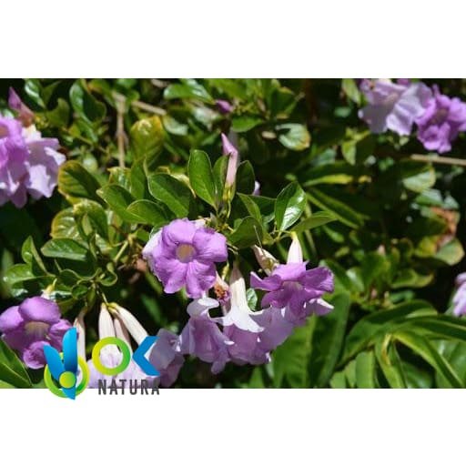 POLVERE DI SACHA AJO / 1kg - (Mansoa alliacea) - 100% puramente naturale e biologica