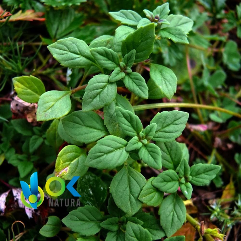 Albaquilla Powder / 200Gr At 2Kg - (Ocimum Americanum) - Herbs Powdered 100% Natural Leaves / Root