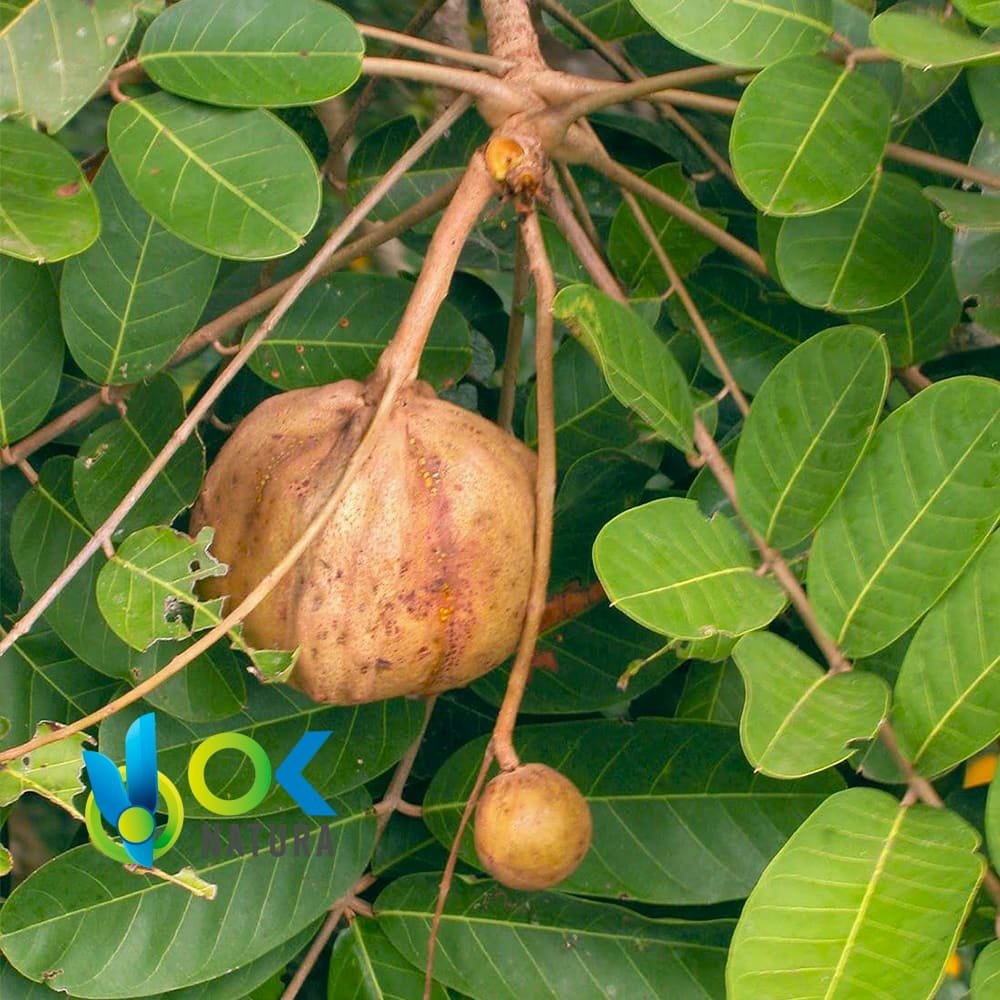 Olio essenziale di ANDIROBA - (Carapa Guianensis) / 100% biologico non diluito