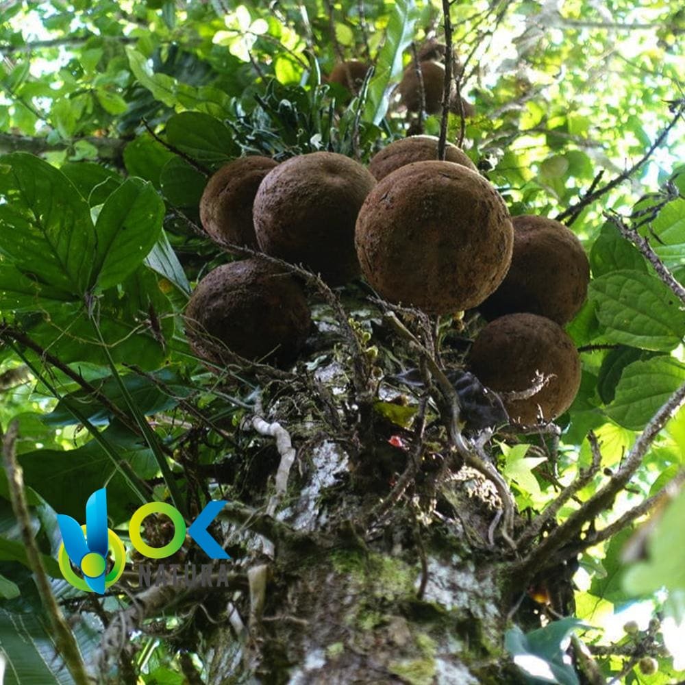 Ayahuma Powder / 200Gr Bei 2Kg - (Couroupita Guianensis) - Kräuter Pulverisiert 100% Natürliche Früchte