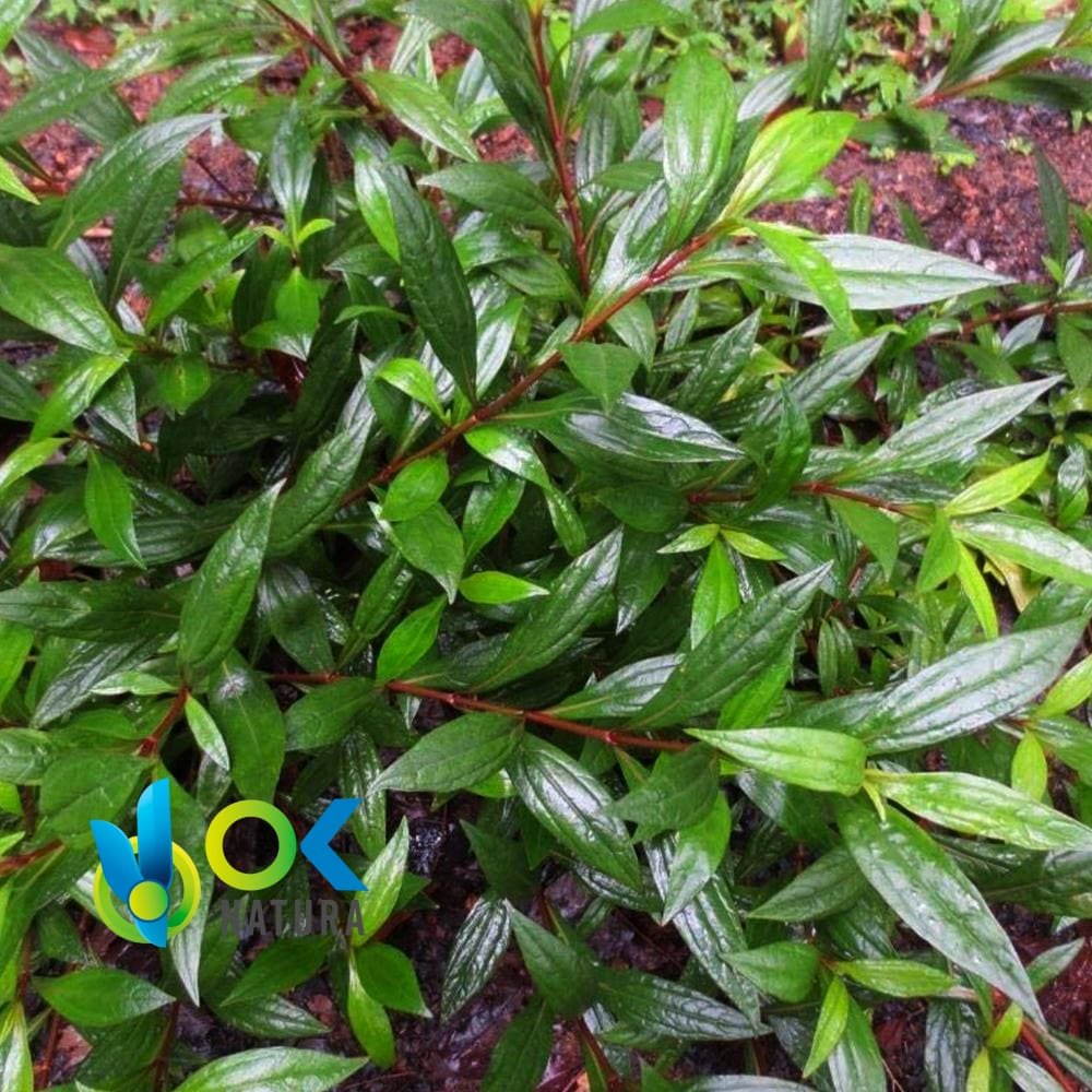 AYAPANA POWDER / 200gr a 2kg - ( Ayapana Triplinervis) - Ervas em Pó 100% Natural PLANTAS INTEIRAS