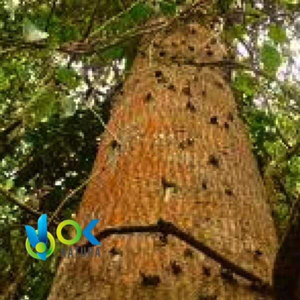 Azucar Huayo Polvo / 200Gr A 2Kg - (Hymenaea Courbaril) - Hierbas En Polvo 100% Natural Bark