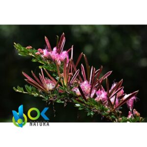 巴西榥榥木膏（10 克，1 公斤）--（Calliandra Angustifolia）--100% 纯膏状提取物，药效最强