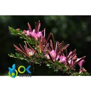 BOBINSANA POWDER / 200gr at 1kg - (Calliandra Angustifolia) 100% Pure Natural and Organic LEAF and