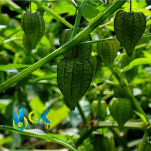 BOLSA MULLACA POWDER / 200gr at 2kg - (Physalis Peruviana) - Herbs Powdered 100% Natural WHOLE PLANT 1 Bolsa Mullaca Powder / 200Gr At 2Kg - (Physalis Peruviana) - Herbs Powdered 100% Natural Whole Plant