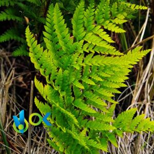 CALAHUALA或 COTOCHUPA POWDER / 200gr at 2kg - (Campyloneurum Angustifolium) - 100%草药粉末