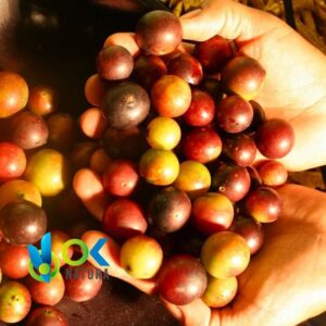 Camu Camu - Cáscara + Semillas / 50Gr A 1Kg - (Myrciaria Dubia) - Polvo 100 % Natural - Imagen 3