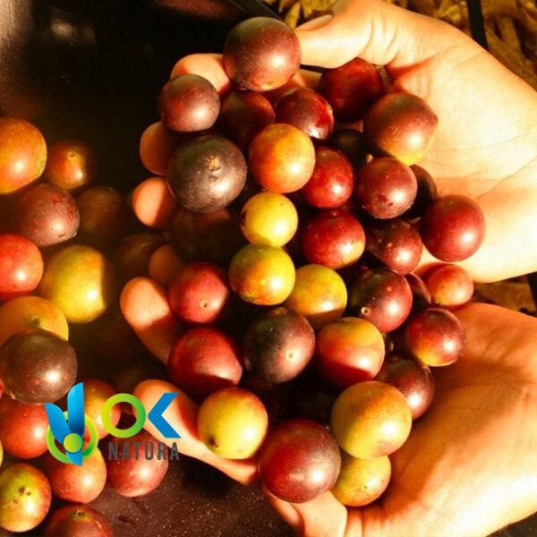 Camu Camu - Cáscara + Semillas / 50Gr A 1Kg - (Myrciaria Dubia) - Polvo 100 % Natural