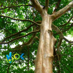 CAPIRONA POWDER / 200gr at 2kg - (Calycophyllum Spruceanum) - Herbs Powdered 100% Natural BARK