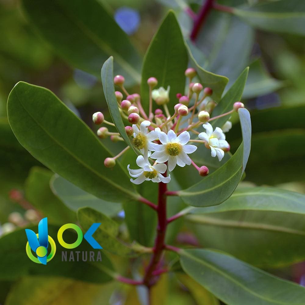 POLVERE DI CATUABA / 200gr a 1kg - (Erythroxylum Catuaba) 100% pura radice naturale e biologica