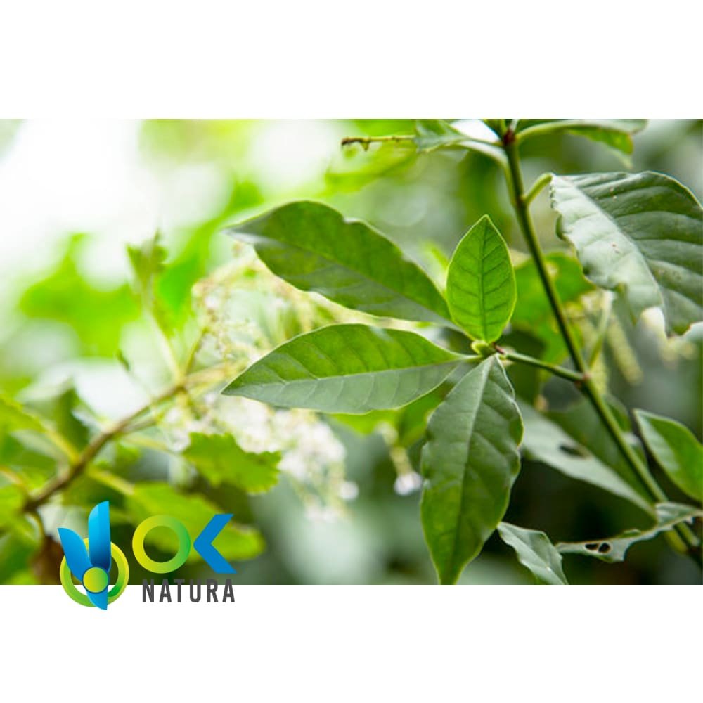 Pâte De Chacruna / 10Gr À 1Kg / - (Psychotria Viridis) Extrait En Pâte 100% Pur