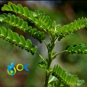 ChancapIEDRA POWDER / 200gr at 2kg - (Phyllanthus Niruri) - 100%天然全株草药粉末