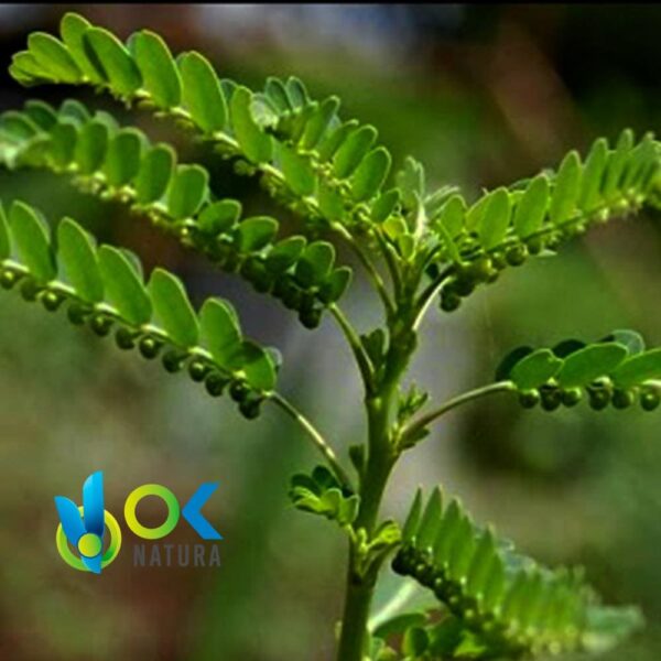 Chancapiedra Powder / 200Gr At 2Kg - (Phyllanthus Niruri) - 100%天然全株草药粉末